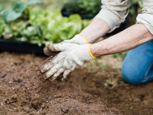 Hände in Gartenhandschuhen, die in frischer Erde arbeiten